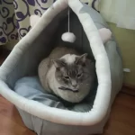 Pet Tent Cave Bed for Cats Small Dogs Self-Warming Cat Tent Bed Cat Hut Comfortable Pet Sleeping Bed Foldable Removable Washable photo review
