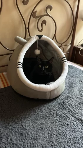 Pet Tent Cave Bed for Cats Small Dogs Self-Warming Cat Tent Bed Cat Hut Comfortable Pet Sleeping Bed Foldable Removable Washable photo review