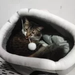 Pet Tent Cave Bed for Cats Small Dogs Self-Warming Cat Tent Bed Cat Hut Comfortable Pet Sleeping Bed Foldable Removable Washable photo review
