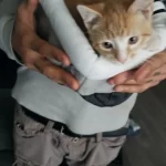 Pet Tent Cave Bed for Cats Small Dogs Self-Warming Cat Tent Bed Cat Hut Comfortable Pet Sleeping Bed Foldable Removable Washable photo review