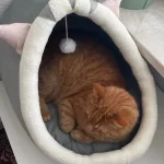 Pet Tent Cave Bed for Cats Small Dogs Self-Warming Cat Tent Bed Cat Hut Comfortable Pet Sleeping Bed Foldable Removable Washable photo review