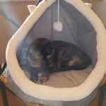 Pet Tent Cave Bed for Cats Small Dogs Self-Warming Cat Tent Bed Cat Hut Comfortable Pet Sleeping Bed Foldable Removable Washable photo review