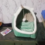Pet Tent Cave Bed for Cats Small Dogs Self-Warming Cat Tent Bed Cat Hut Comfortable Pet Sleeping Bed Foldable Removable Washable photo review