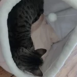Pet Tent Cave Bed for Cats Small Dogs Self-Warming Cat Tent Bed Cat Hut Comfortable Pet Sleeping Bed Foldable Removable Washable photo review