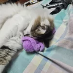Cat Toys | Mouse Shape toys | Foldable Cat Toys । Cat & Dog Toys | ATOZBY photo review
