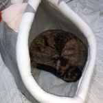 Pet Tent Cave Bed for Cats Small Dogs Self-Warming Cat Tent Bed Cat Hut Comfortable Pet Sleeping Bed Foldable Removable Washable photo review