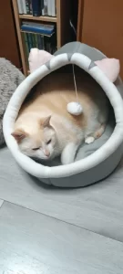 Pet Tent Cave Bed for Cats Small Dogs Self-Warming Cat Tent Bed Cat Hut Comfortable Pet Sleeping Bed Foldable Removable Washable photo review
