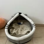 Pet Tent Cave Bed for Cats Small Dogs Self-Warming Cat Tent Bed Cat Hut Comfortable Pet Sleeping Bed Foldable Removable Washable photo review