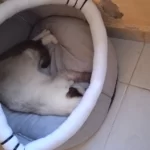 Pet Tent Cave Bed for Cats Small Dogs Self-Warming Cat Tent Bed Cat Hut Comfortable Pet Sleeping Bed Foldable Removable Washable photo review