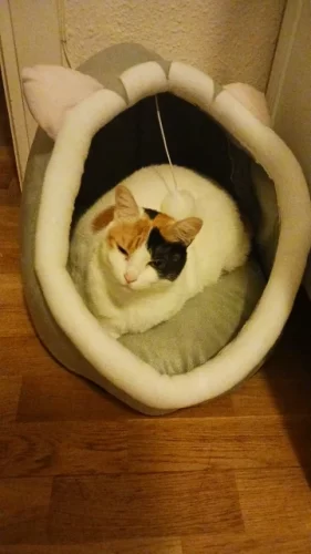 Pet Tent Cave Bed for Cats Small Dogs Self-Warming Cat Tent Bed Cat Hut Comfortable Pet Sleeping Bed Foldable Removable Washable photo review