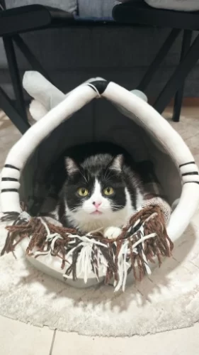 Pet Tent Cave Bed for Cats Small Dogs Self-Warming Cat Tent Bed Cat Hut Comfortable Pet Sleeping Bed Foldable Removable Washable photo review
