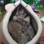 Pet Tent Cave Bed for Cats Small Dogs Self-Warming Cat Tent Bed Cat Hut Comfortable Pet Sleeping Bed Foldable Removable Washable photo review