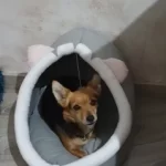 Pet Tent Cave Bed for Cats Small Dogs Self-Warming Cat Tent Bed Cat Hut Comfortable Pet Sleeping Bed Foldable Removable Washable photo review