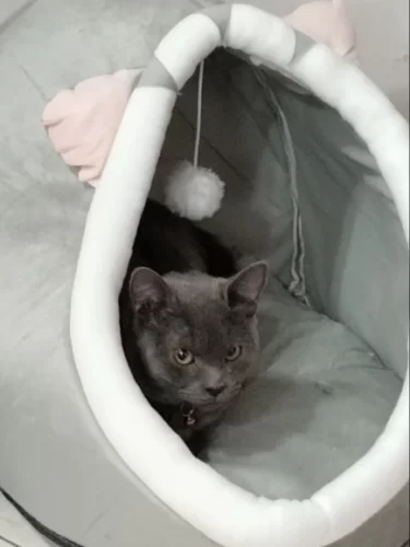Pet Tent Cave Bed for Cats Small Dogs Self-Warming Cat Tent Bed Cat Hut Comfortable Pet Sleeping Bed Foldable Removable Washable photo review