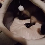 Pet Tent Cave Bed for Cats Small Dogs Self-Warming Cat Tent Bed Cat Hut Comfortable Pet Sleeping Bed Foldable Removable Washable photo review