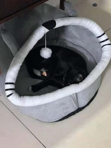 Pet Tent Cave Bed for Cats Small Dogs Self-Warming Cat Tent Bed Cat Hut Comfortable Pet Sleeping Bed Foldable Removable Washable photo review