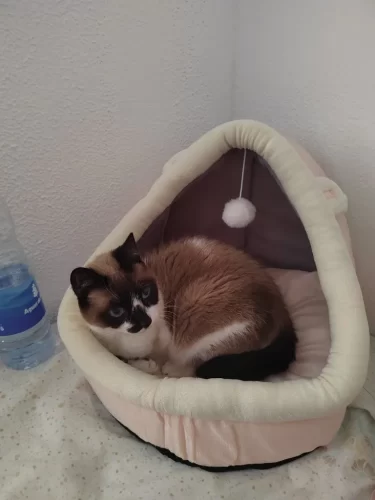 Pet Tent Cave Bed for Cats Small Dogs Self-Warming Cat Tent Bed Cat Hut Comfortable Pet Sleeping Bed Foldable Removable Washable photo review