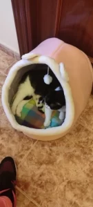 Pet Tent Cave Bed for Cats Small Dogs Self-Warming Cat Tent Bed Cat Hut Comfortable Pet Sleeping Bed Foldable Removable Washable photo review