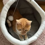 Pet Tent Cave Bed for Cats Small Dogs Self-Warming Cat Tent Bed Cat Hut Comfortable Pet Sleeping Bed Foldable Removable Washable photo review