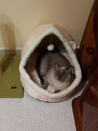 Pet Tent Cave Bed for Cats Small Dogs Self-Warming Cat Tent Bed Cat Hut Comfortable Pet Sleeping Bed Foldable Removable Washable photo review
