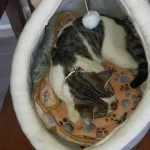 Pet Tent Cave Bed for Cats Small Dogs Self-Warming Cat Tent Bed Cat Hut Comfortable Pet Sleeping Bed Foldable Removable Washable photo review