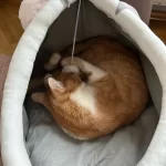 Pet Tent Cave Bed for Cats Small Dogs Self-Warming Cat Tent Bed Cat Hut Comfortable Pet Sleeping Bed Foldable Removable Washable photo review