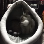 Pet Tent Cave Bed for Cats Small Dogs Self-Warming Cat Tent Bed Cat Hut Comfortable Pet Sleeping Bed Foldable Removable Washable photo review
