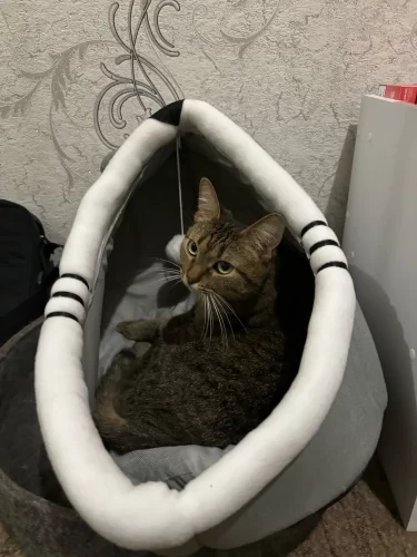 Pet Tent Cave Bed for Cats Small Dogs Self-Warming Cat Tent Bed Cat Hut Comfortable Pet Sleeping Bed Foldable Removable Washable photo review