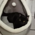 Pet Tent Cave Bed for Cats Small Dogs Self-Warming Cat Tent Bed Cat Hut Comfortable Pet Sleeping Bed Foldable Removable Washable photo review
