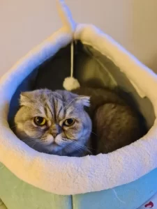 Pet Tent Cave Bed for Cats Small Dogs Self-Warming Cat Tent Bed Cat Hut Comfortable Pet Sleeping Bed Foldable Removable Washable photo review