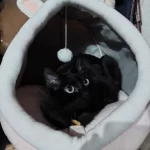 Pet Tent Cave Bed for Cats Small Dogs Self-Warming Cat Tent Bed Cat Hut Comfortable Pet Sleeping Bed Foldable Removable Washable photo review