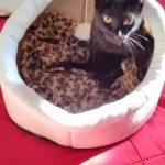 Pet Tent Cave Bed for Cats Small Dogs Self-Warming Cat Tent Bed Cat Hut Comfortable Pet Sleeping Bed Foldable Removable Washable photo review