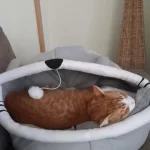 Pet Tent Cave Bed for Cats Small Dogs Self-Warming Cat Tent Bed Cat Hut Comfortable Pet Sleeping Bed Foldable Removable Washable photo review