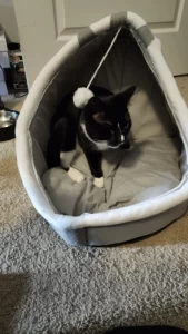 Pet Tent Cave Bed for Cats Small Dogs Self-Warming Cat Tent Bed Cat Hut Comfortable Pet Sleeping Bed Foldable Removable Washable photo review