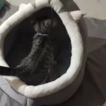 Pet Tent Cave Bed for Cats Small Dogs Self-Warming Cat Tent Bed Cat Hut Comfortable Pet Sleeping Bed Foldable Removable Washable photo review