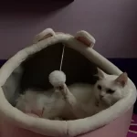 Pet Tent Cave Bed for Cats Small Dogs Self-Warming Cat Tent Bed Cat Hut Comfortable Pet Sleeping Bed Foldable Removable Washable photo review