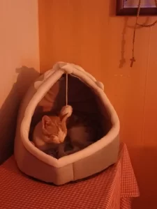 Pet Tent Cave Bed for Cats Small Dogs Self-Warming Cat Tent Bed Cat Hut Comfortable Pet Sleeping Bed Foldable Removable Washable photo review