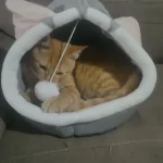 Pet Tent Cave Bed for Cats Small Dogs Self-Warming Cat Tent Bed Cat Hut Comfortable Pet Sleeping Bed Foldable Removable Washable photo review