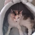 Pet Tent Cave Bed for Cats Small Dogs Self-Warming Cat Tent Bed Cat Hut Comfortable Pet Sleeping Bed Foldable Removable Washable photo review
