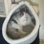 Pet Tent Cave Bed for Cats Small Dogs Self-Warming Cat Tent Bed Cat Hut Comfortable Pet Sleeping Bed Foldable Removable Washable photo review