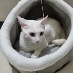 Pet Tent Cave Bed for Cats Small Dogs Self-Warming Cat Tent Bed Cat Hut Comfortable Pet Sleeping Bed Foldable Removable Washable photo review