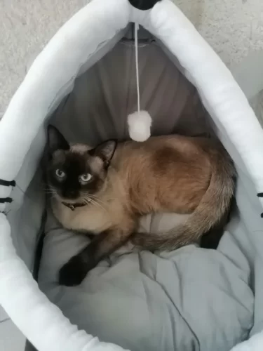 Pet Tent Cave Bed for Cats Small Dogs Self-Warming Cat Tent Bed Cat Hut Comfortable Pet Sleeping Bed Foldable Removable Washable photo review