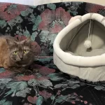 Pet Tent Cave Bed for Cats Small Dogs Self-Warming Cat Tent Bed Cat Hut Comfortable Pet Sleeping Bed Foldable Removable Washable photo review