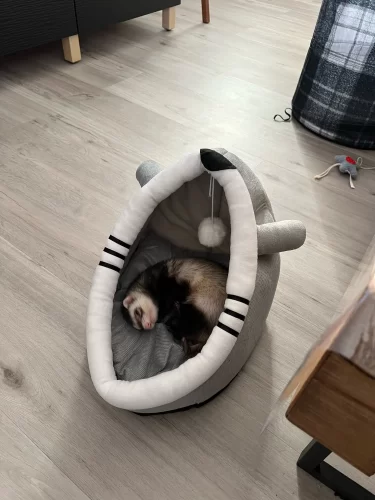 Pet Tent Cave Bed for Cats Small Dogs Self-Warming Cat Tent Bed Cat Hut Comfortable Pet Sleeping Bed Foldable Removable Washable photo review
