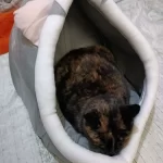 Pet Tent Cave Bed for Cats Small Dogs Self-Warming Cat Tent Bed Cat Hut Comfortable Pet Sleeping Bed Foldable Removable Washable photo review