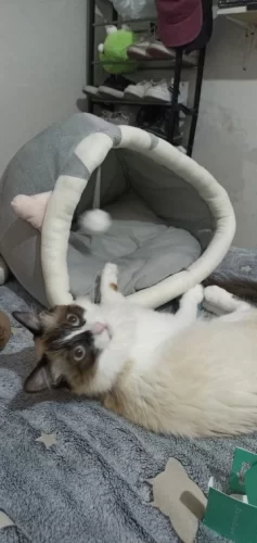 Pet Tent Cave Bed for Cats Small Dogs Self-Warming Cat Tent Bed Cat Hut Comfortable Pet Sleeping Bed Foldable Removable Washable photo review