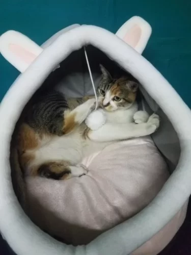 Pet Tent Cave Bed for Cats Small Dogs Self-Warming Cat Tent Bed Cat Hut Comfortable Pet Sleeping Bed Foldable Removable Washable photo review