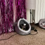 Pet Tent Cave Bed for Cats Small Dogs Self-Warming Cat Tent Bed Cat Hut Comfortable Pet Sleeping Bed Foldable Removable Washable photo review
