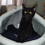 Pet Tent Cave Bed for Cats Small Dogs Self-Warming Cat Tent Bed Cat Hut Comfortable Pet Sleeping Bed Foldable Removable Washable photo review
