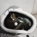 Pet Tent Cave Bed for Cats Small Dogs Self-Warming Cat Tent Bed Cat Hut Comfortable Pet Sleeping Bed Foldable Removable Washable photo review